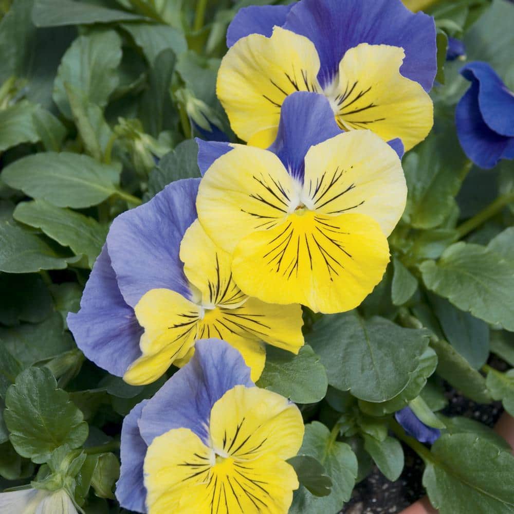 6 1.25 Qt. Purple and Yellow Pansy Plant 55465 The Home Depot