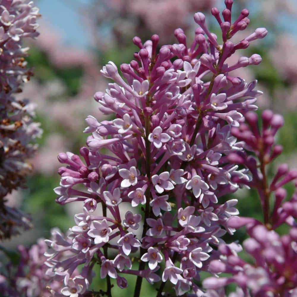 3 Gal. Pot Royalty Lilac Flowering Shrub Grown (1-Pack) price history on PriceWatchPro