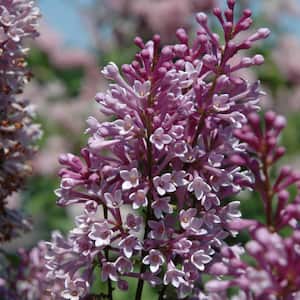 Royalty Lilac (Syringa) Starter Hedge Kit, Live Bareroot Shrubs, 12 in. to 18 in. Tall (5-Pack)