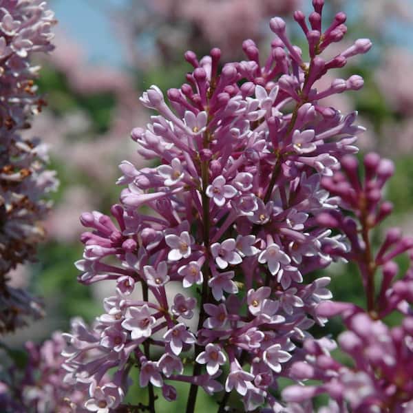 Spring Hill Nurseries Royalty Lilac (Syringa) Starter Hedge Kit, Live Bareroot Shrubs, 12 in. to 18 in. Tall (5-Pack)