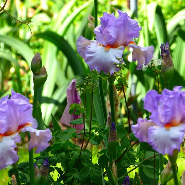 VAN ZYVERDEN 4 in. Bearded Iris 4 in. Liners Oui Madame Starter Plants (Set of 3)