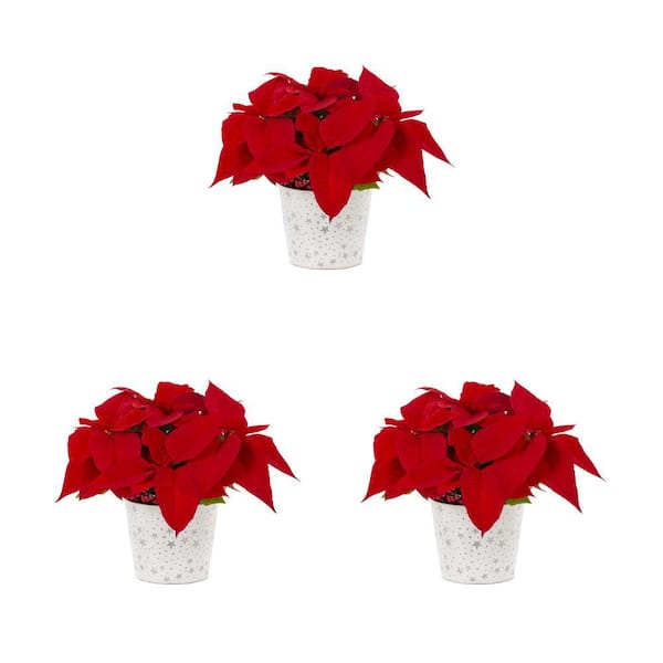 METROLINA GREENHOUSES 1.5 Qt. Live Red Christmas Poinsettia Plant for Indoor Giftable Holiday Decor in Decorative Silver Star Tin (3-Pack)