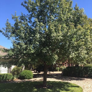 1 Gal. Mexican White Oak Shade Tree