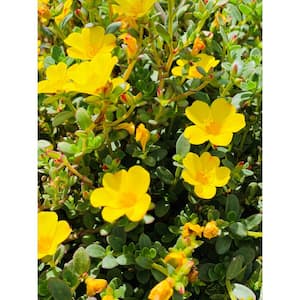 1.38 Pt. Purslane Plant Yellow Flowers in 4.5 In. Grower's Pot (4-Plants)