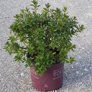 3 Gal. Autumn Chiffon Shrub with Bicolor White and Magenta Pink Reblooming Flowers