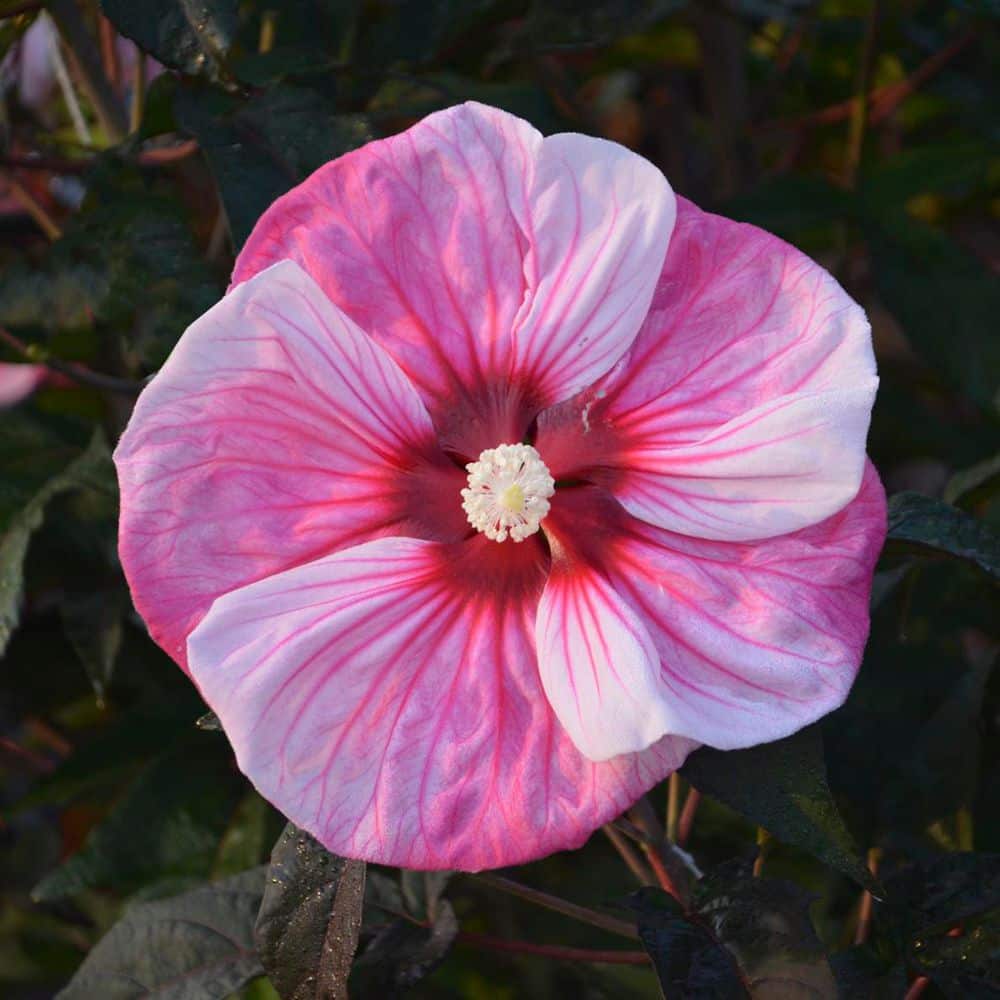 Proven Winners 2 Gal. Summerific Cherry Choco Latte Rose Mallow