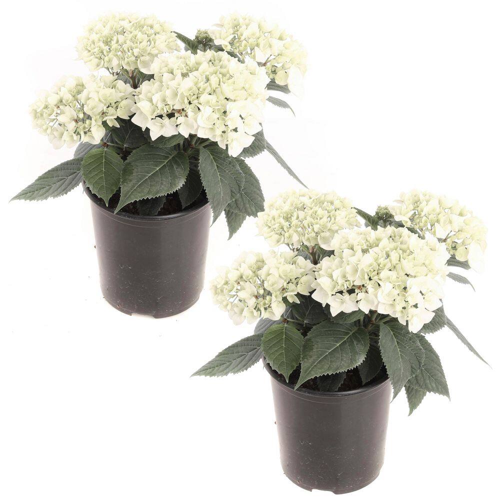 1 Gal. Vanilla Sky Hydrangea Perennial Plant with White Flowers (2