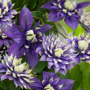 Taiga Clematis Vine Live Bareroot Perennial Plant with Purple and White Flowers (1-Pack)