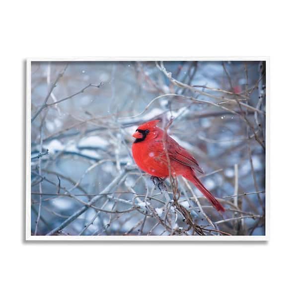 Stupell Industries Cardinal in Winter Branches by Karen Burke 1 Piece Framed Graphic Print Animal Poster Art Print 20 in. x 16 in.
