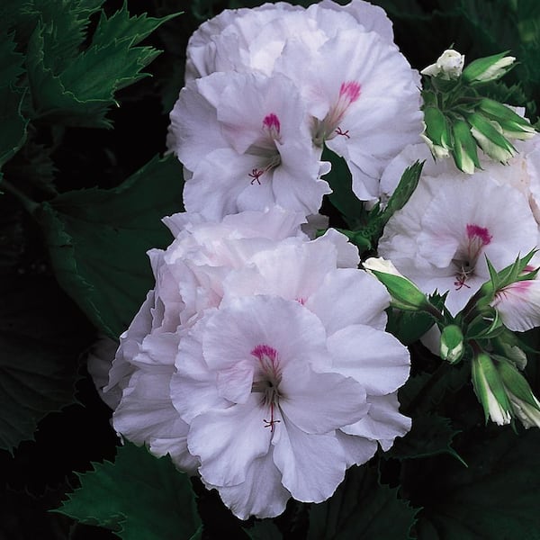 Vigoro 2.6 Qt. #1 Martha Washington White and Cream Geranium Plant