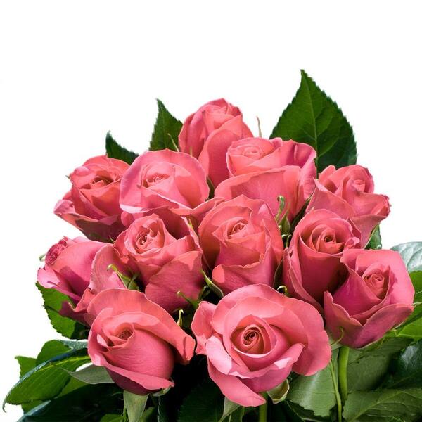 Globalrose Fresh Pink Roses Bridal (250 Stems)