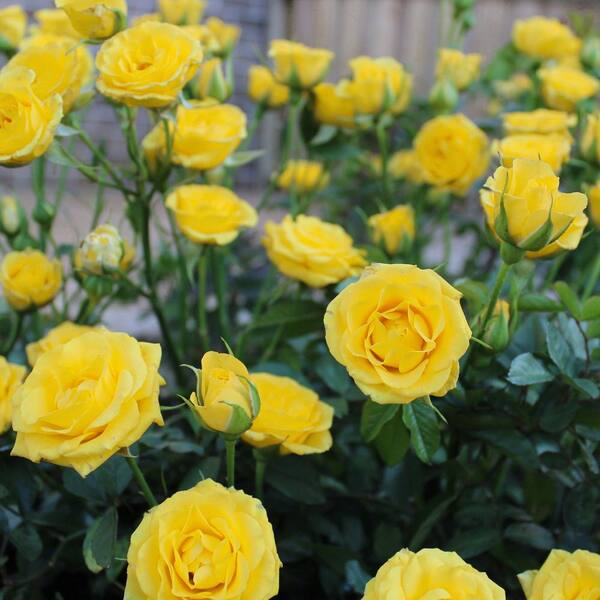 national PLANT NETWORK 2 gal. Rose Yellow Mini Flora with