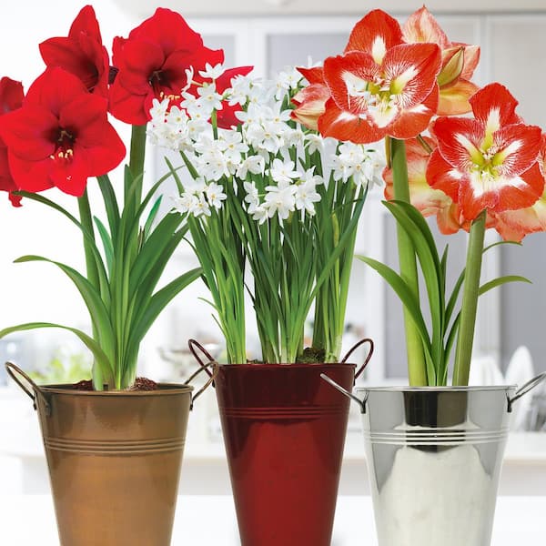 VAN ZYVERDEN Amaryllis and Paperwhite Trio Pack Kits with Artisan Decorative Planters, Set of 6 Bulbs