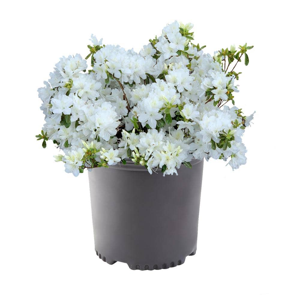 1 Gal. Delaware Valley White Azalea Shrub With White Flowers And Green 