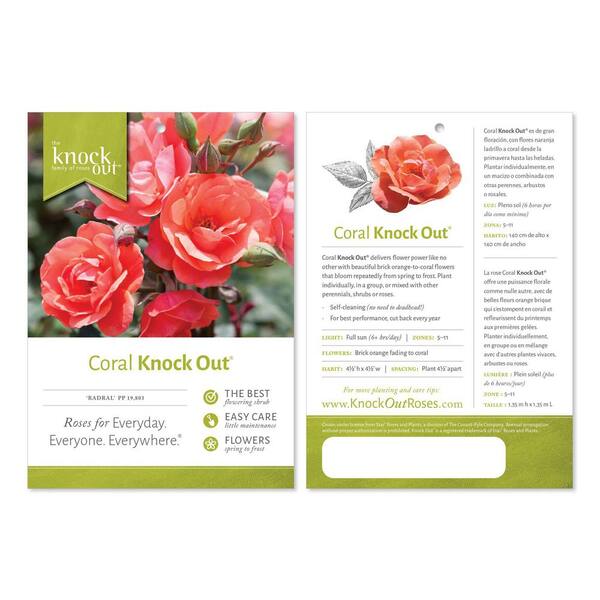 KNOCK OUT 3.0 Gal. Coral Knock Out Rose Bush with Fragrant Orange