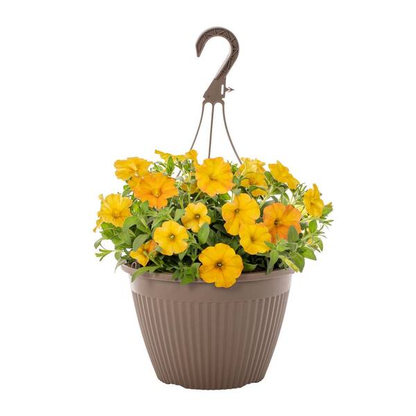 SUPERCAL 1.75 Gal. Yellow Sun Premium SuperCal Petunia Outdoor Annual Plant with Yellow Flowers in Deco Hanging Basket