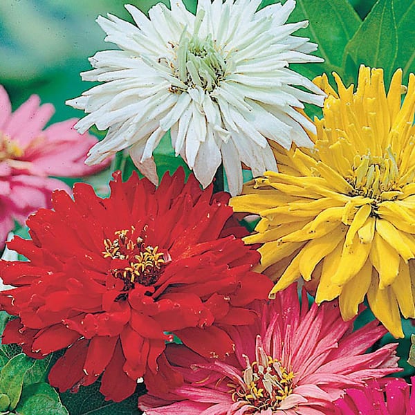 Ferry-Morse Zinnia Giant Cactus Flowered Mixed Colors Flower Seeds