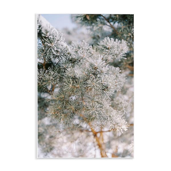 Stupell Industries Frosted Fir Tree Branches by Justine Milton 1-Piece Unframed Graphic Print Nature Poster Art Print 15 in. x 10 in.