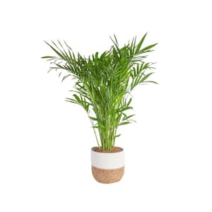 10 in. Cateracterum Indoor Palm (Cat Palm) Plant in Decor Weave Basket Planter, Average Shipping Height 3-4 ft. Tall