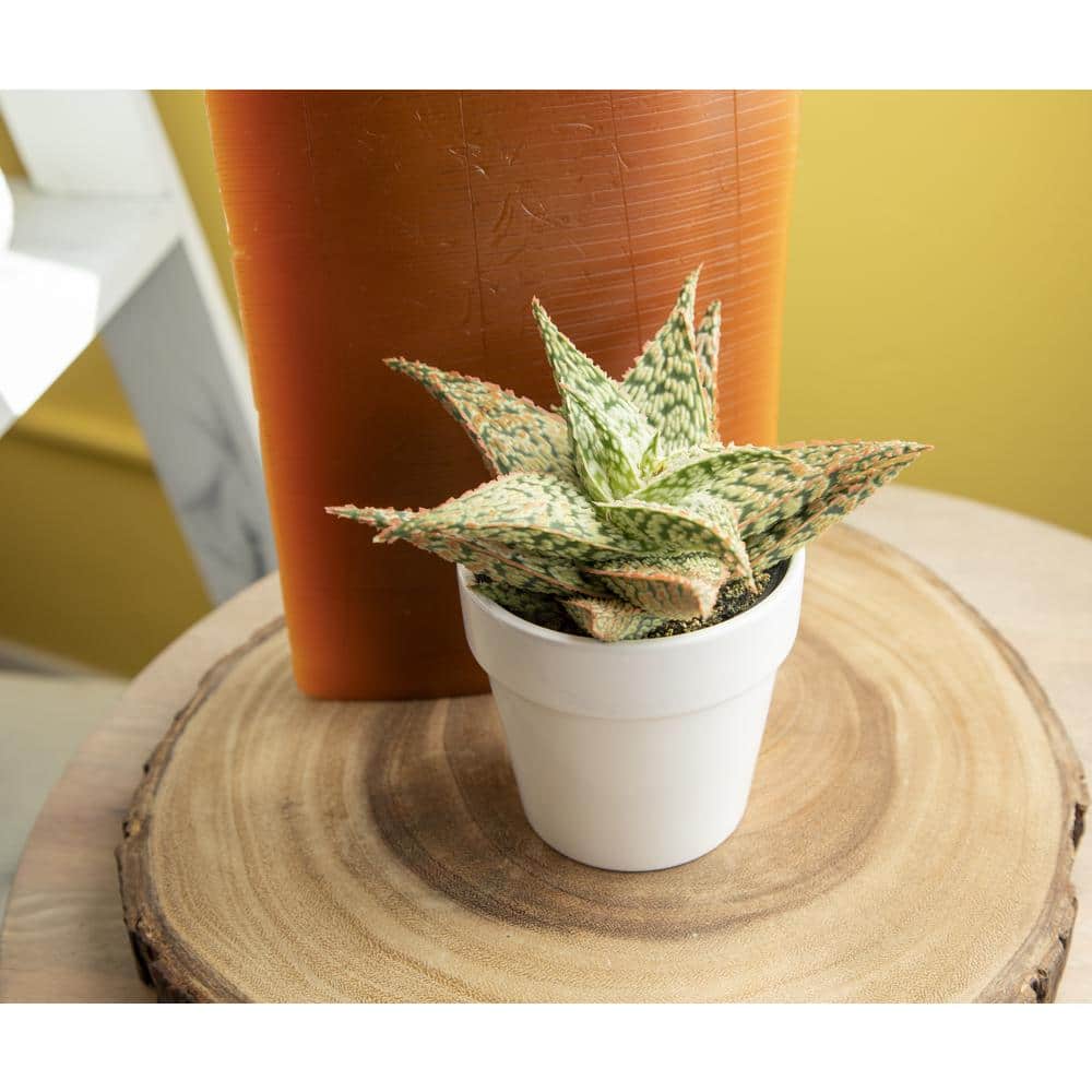 Star Aloe Succulent in White Glazed Clay Pot