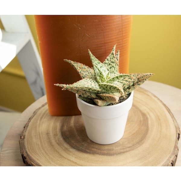 SMART PLANET 9 cm Star Aloe in White Glazed Clay Pot 0872543 - The Home  Depot