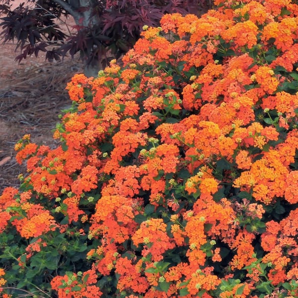 national PLANT NETWORK 4 in. Lucky Flame Lantana Plant with Orange