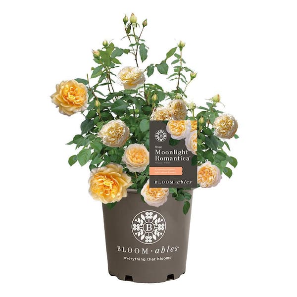 BLOOMABLES 2 Gal. Bloomables Moonlight Romantica Rose Bush with Light Yellow Flowers