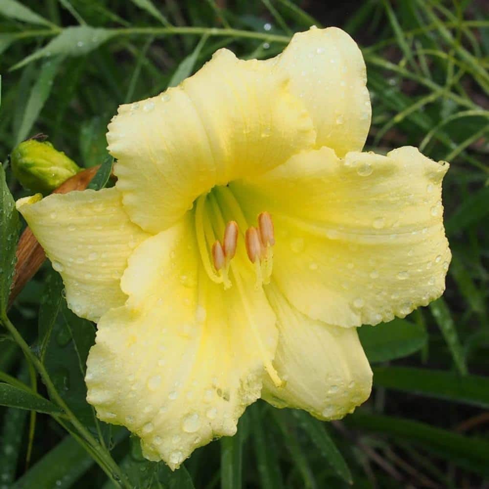Fragarent Returns Reblooming Daylily Dormant Bare Root Yellow Flowering Perennial Starter Plant Roots (3-Pack) price history on PriceWatchPro