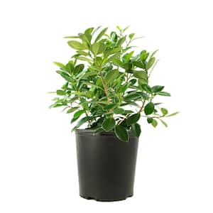 Green Island Ficus Plant (Ficus) in 10 in. Grower Container (1-Plant)
