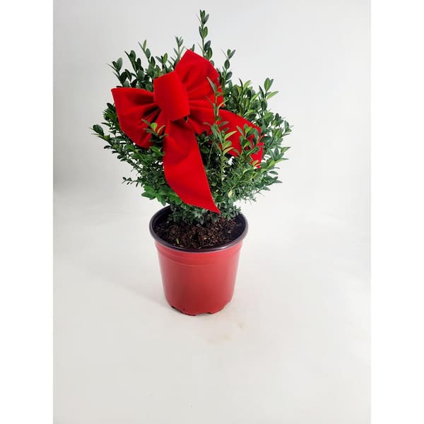 BELL NURSERY 9 in. Boxwood Live Evergreen Shrub in Red Holiday Pot with Bow