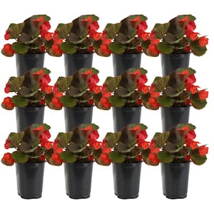 Scarlet Begonia Outdoor Flowers in 1 Pt. Grower Pot, Avg. Shipping Height 9 in. Tall (12-Pack)