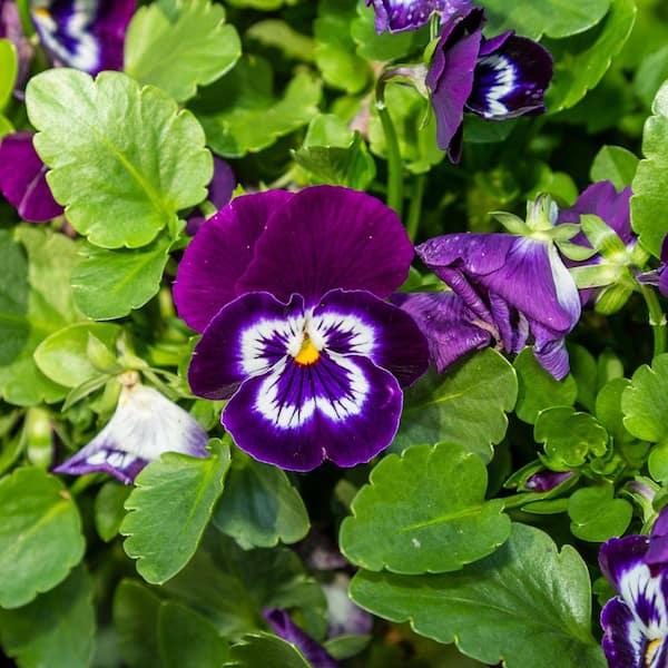 national PLANT NETWORK 4 in. Viola Sorbet XP Purple Face Plant (8
