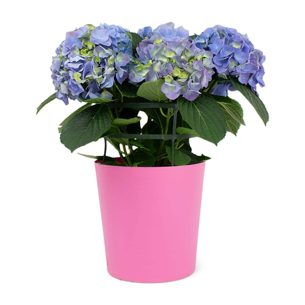 Pure Beauty Farms 1.9 Gal. Hydrangea Blue Flowers In 9.25 In. Plastic ...