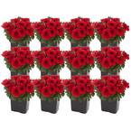 1 Pt. Red Petunia Flowers in Grower's Pot (12-Pack)