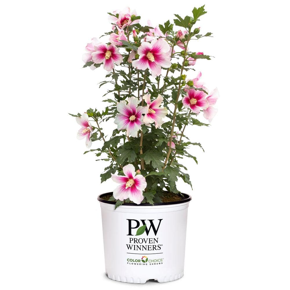 2 Gal. Paraplu Pink Ink Rose of Sharon (Hibiscus) Shrub with White and Pink Flowers price history on PriceWatchPro