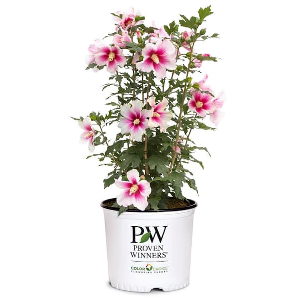 2 Gal. Paraplu Pink Ink Rose of Sharon (Hibiscus) Shrub with White and Pink Flowers