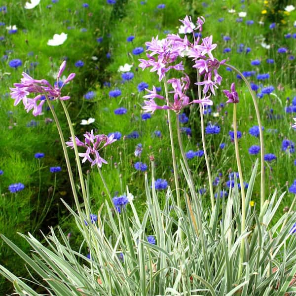 Alder & Oak #1 container 'Silver Lace' Variegated Society Garlic Plants (4-Pack)