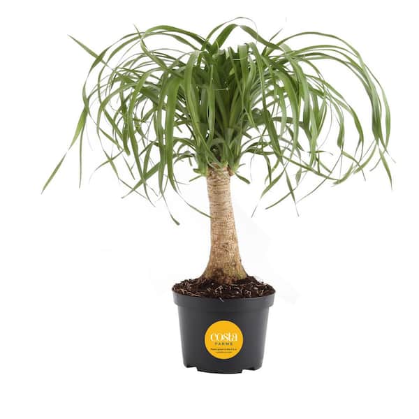Costa Farms Ponytail Indoor Palm in 6 in. Grower Pot, Avg. Shipping Height 1-2 ft. Tall