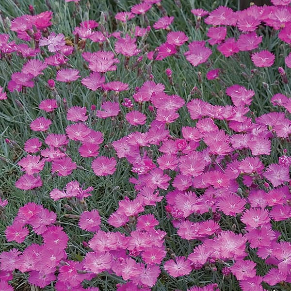 Unbranded #1 Kahori Pink Dianthus Plant