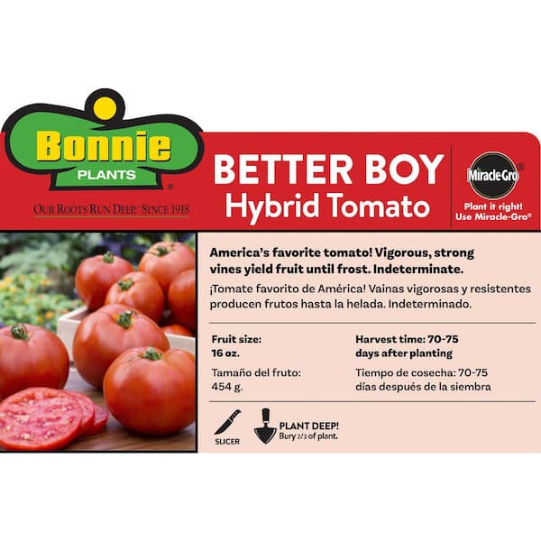 2.32 qt. Better Boy Tomato Plant