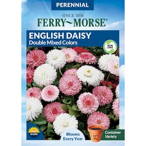 English Daisy Double Mixed Colors Seed