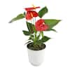 ALTMAN PLANTS Easy Flamingo Flower Anthurium (Approx 16 in. Tall) in 4.25 in. Decorative Pot, Live Indoor Plant Gifts for Plant Lovers 0873013