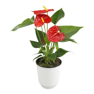 Easy Flamingo Flower Anthurium (Approx 16 in. Tall) in 4.25 in. Decorative Pot, Live Indoor Plant Gifts for Plant Lovers