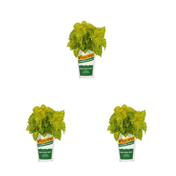 Vigoro 2 Qt. Coleus Mainstreet Riverwalk Annual Plant (3-Pack)