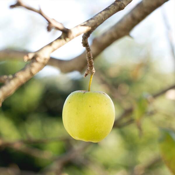 Unbranded Golden Delicious Apple Tree