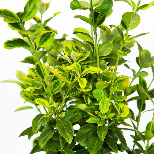 FLOWERWOOD 2.5 Qt. Aureomarginatus Japanese Euonymus Shrub FLOWERWOOD 2.5 Qt. Aureomarginatus Japanese Euonymus Shrub