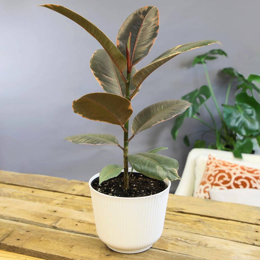 Variegated Ficus Ruby Rubber Tree in White Planter