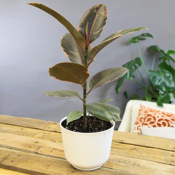 Variegated Ficus Ruby Rubber Tree Plant | 6in Decor Pot; Indirect Light | Element by Altman Plants, Size: 6 inch