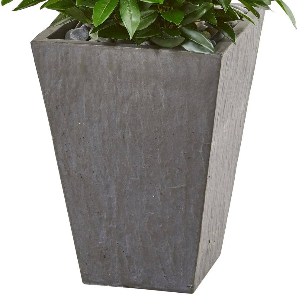 57-inch Green Bay Leaf Cone Topiary Tree in Gray Clay Planter