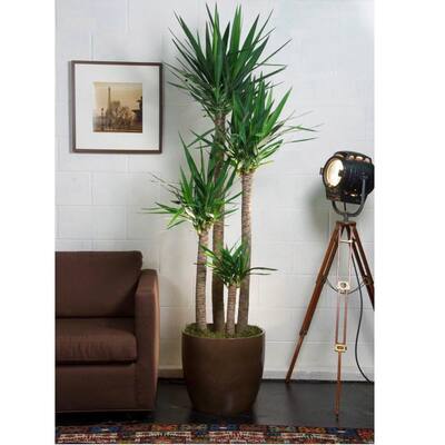 House Plants Indoor Plants The Home Depot